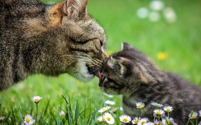 Desarrollar la inteligencia emocional en nuestras/os hijas/os